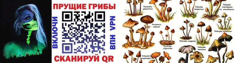 Галлюциногенные грибы Cubensis  Купить  Юрьев-Польский 